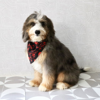 Charlie *PRE-TRAINED* - Available Now