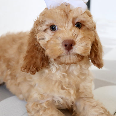 Jody - Available Now