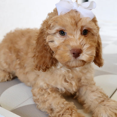 Jody - Available Now