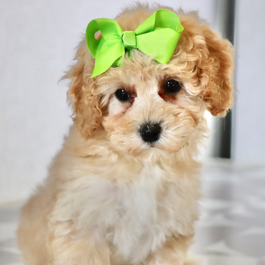 Anastasia - Available Now