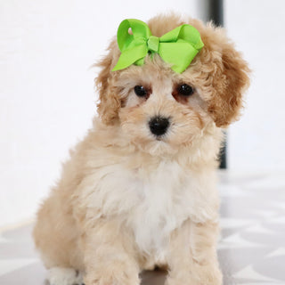 Anastasia - Available Now