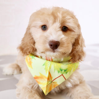 Theodor - Available Now