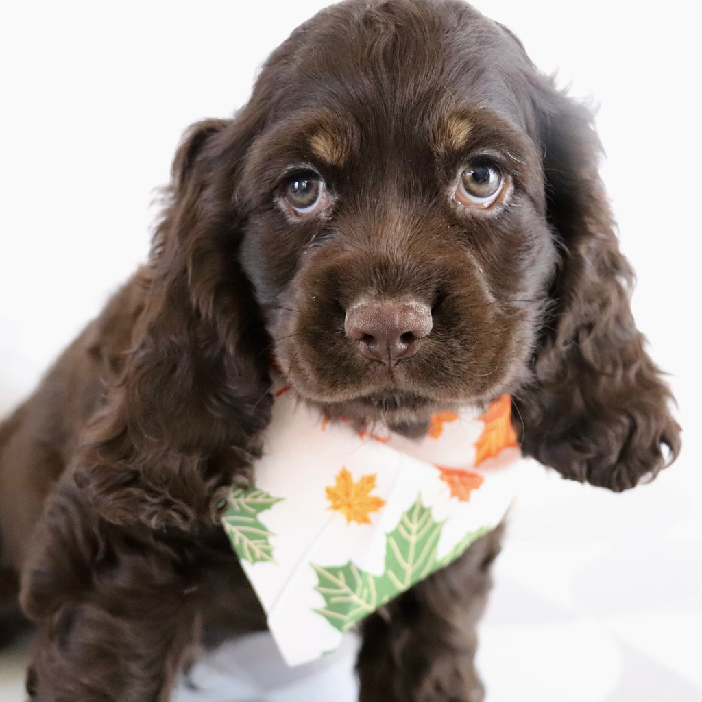 Carson - Available Now