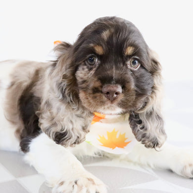 Carter - Available Now