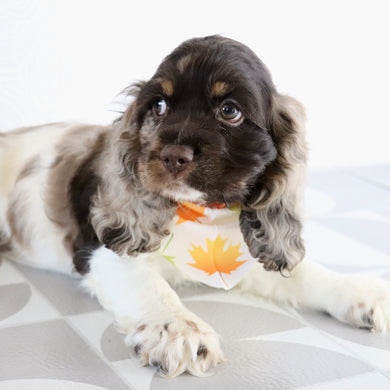 Carter - Available Now