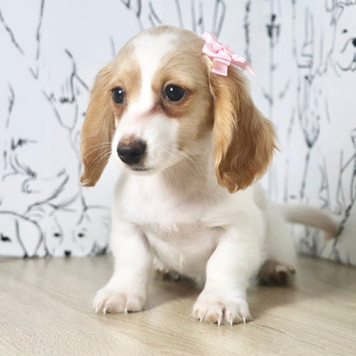 Lana - Available Now