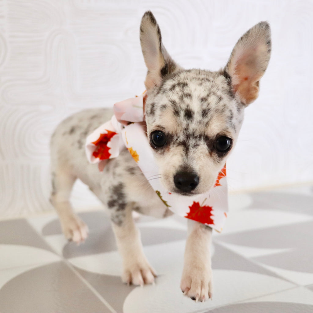 Timon - Available Now