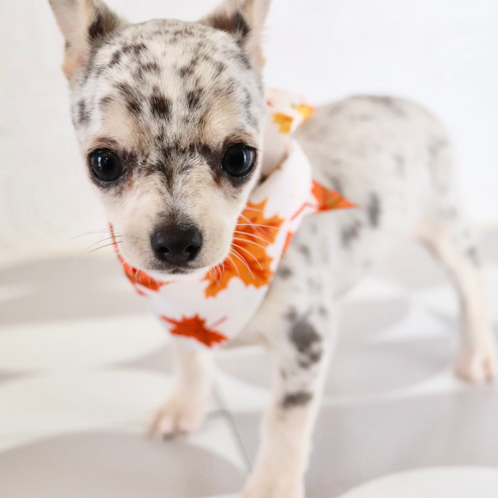 Timon - Available Now