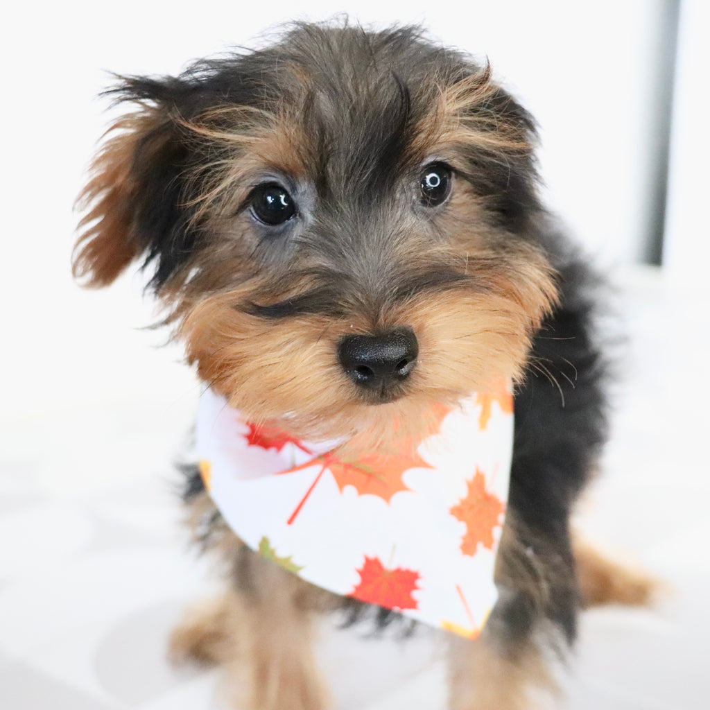 Liam - Available Now