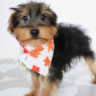 Liam - Available Now