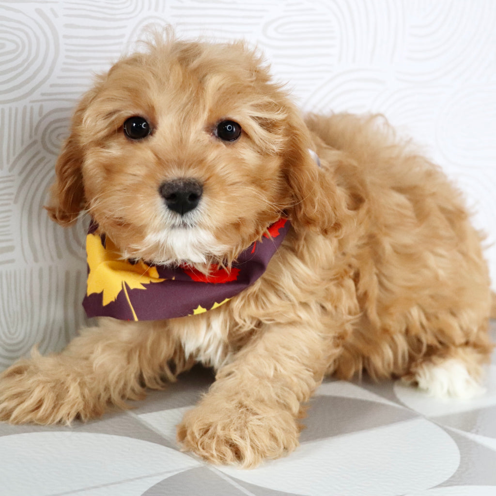 Maria - available Now