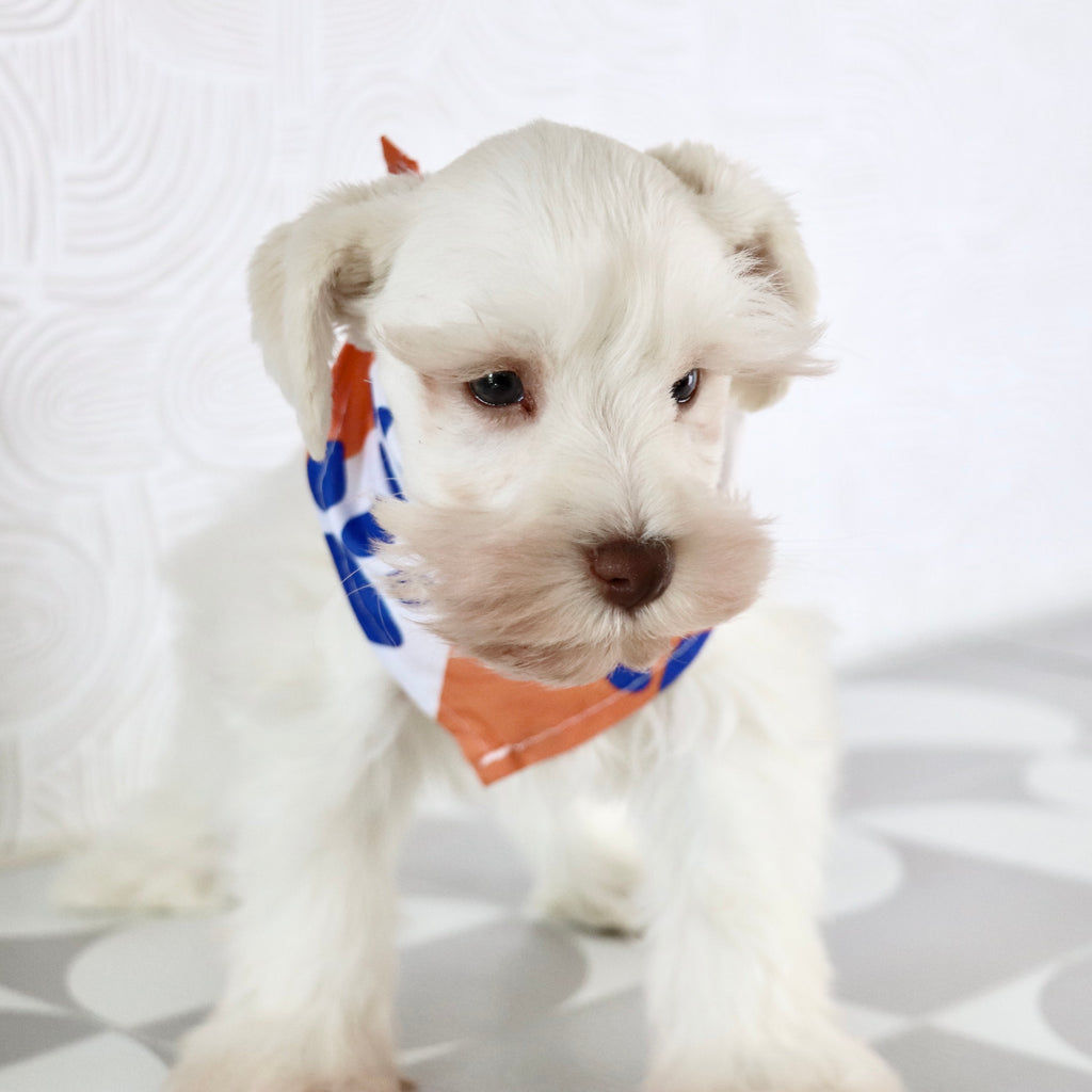 Delaware - Available Now