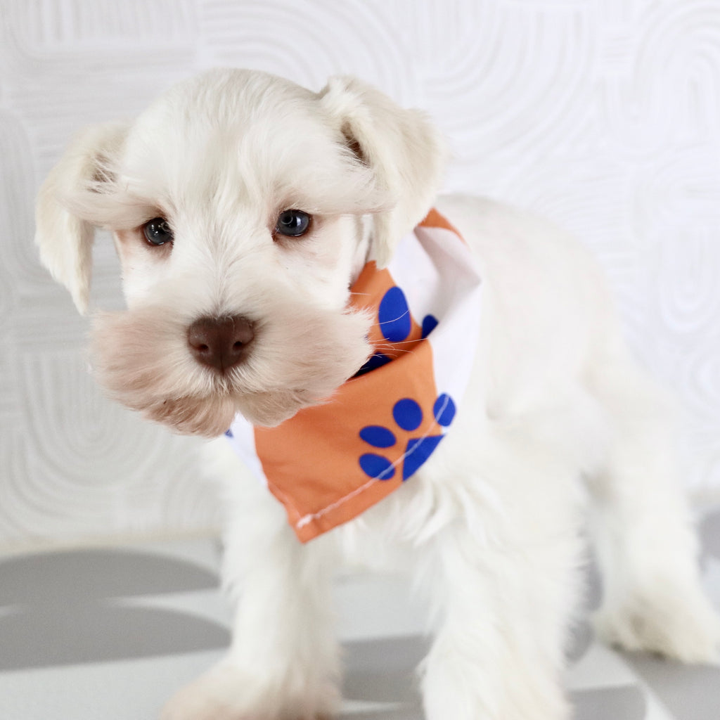 Delaware - Available Now