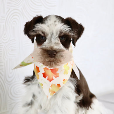 Rainier - Available Now