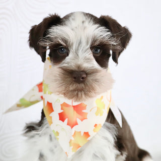 Rainier - Available Now