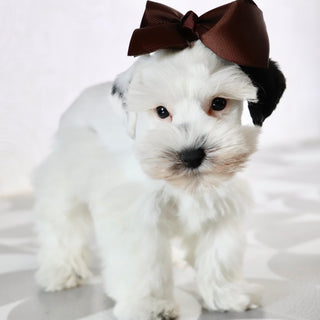 Daisy - Available Now