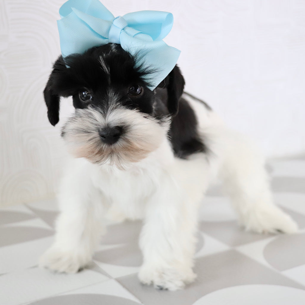 Gracie - Available Now