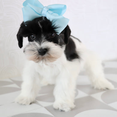 Gracie - Available Now