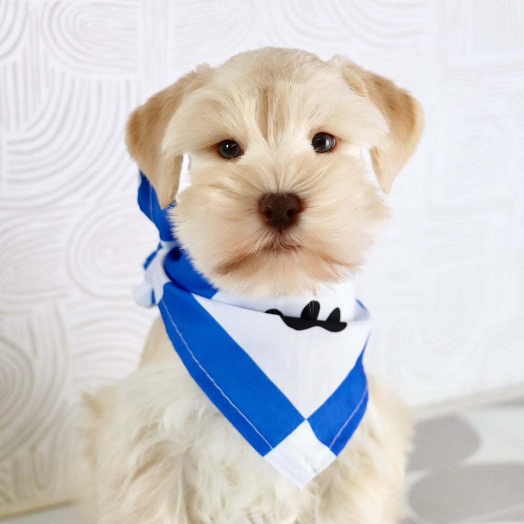 Myles - Available Now