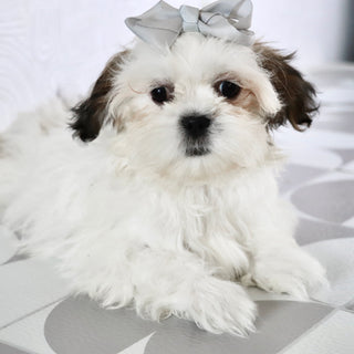 Willow - Available Now