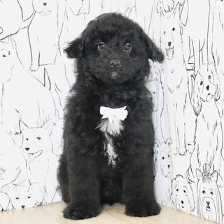 Andy - Available Now