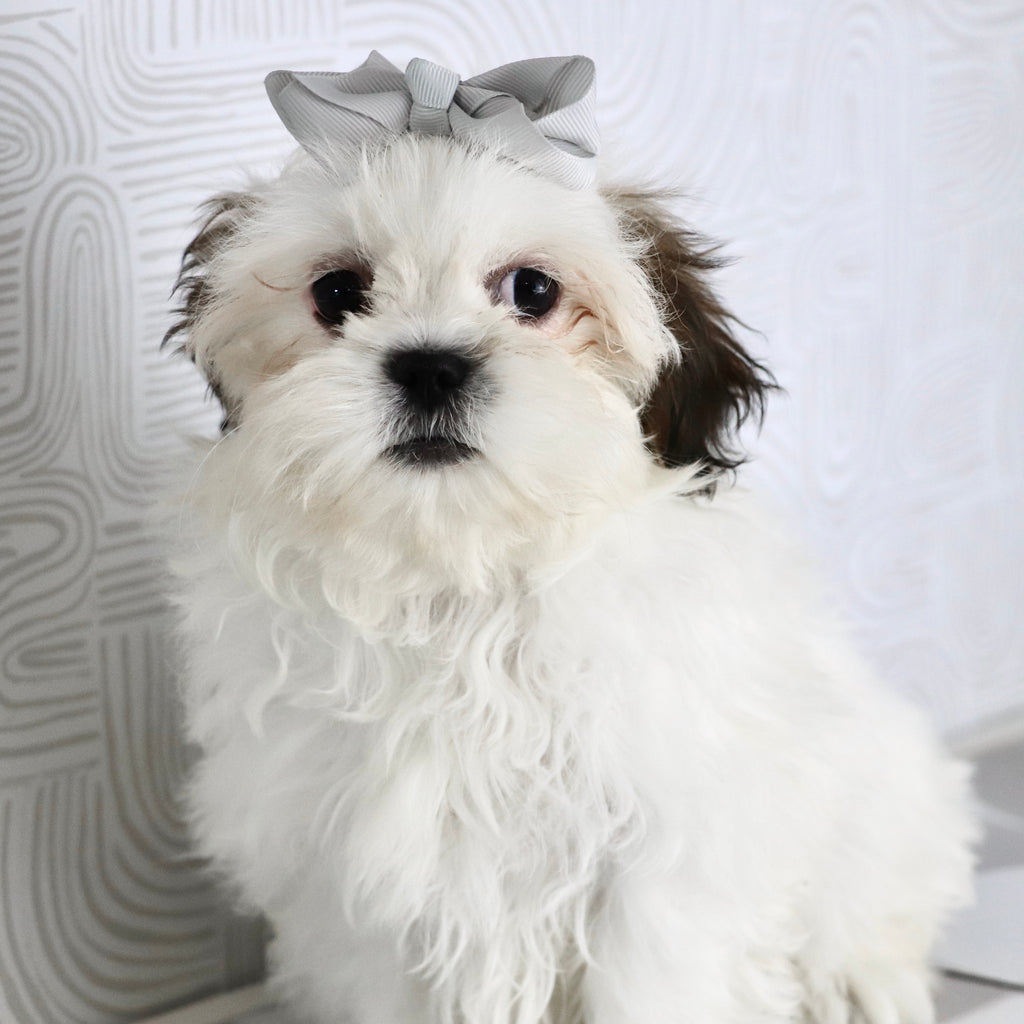 Willow - Available Now