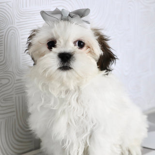 Willow - Available Now