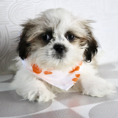 Orlando - Available Now