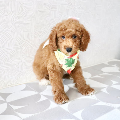 Rookie - Available Now