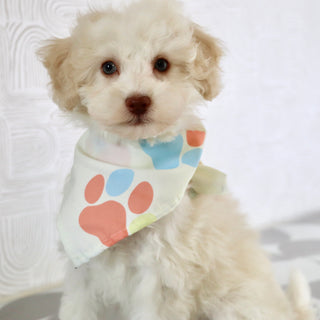 Earl - Available Now