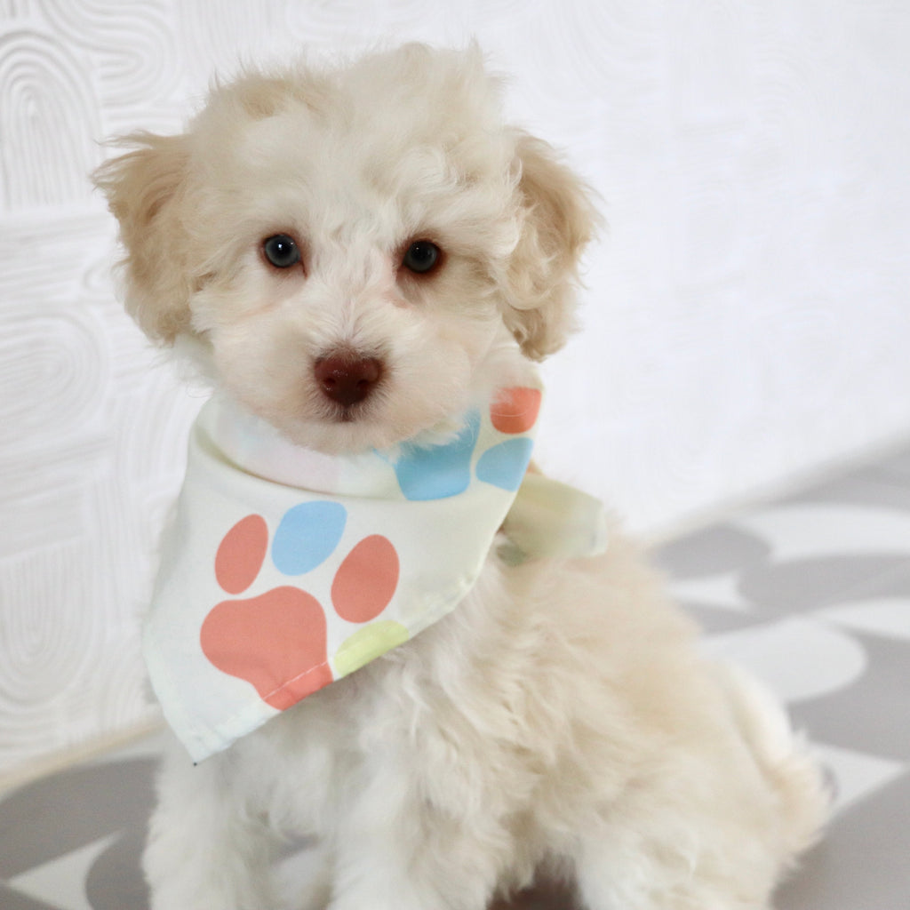 Earl - Available Now