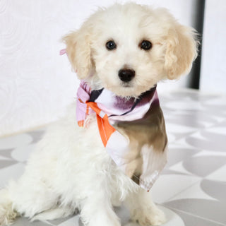 Hogan - Available Now