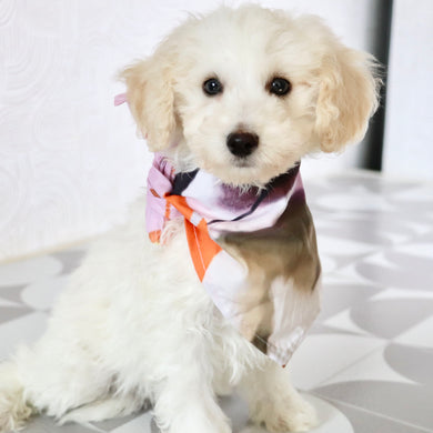 Hogan - Available Now