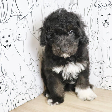 Alfie - Available Now