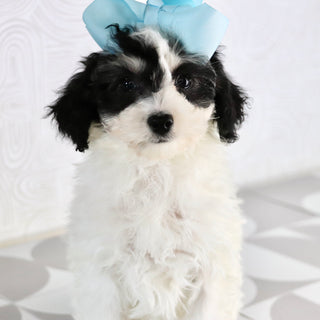 Trish - Available Now