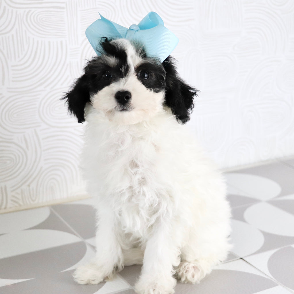 Trish - Available Now