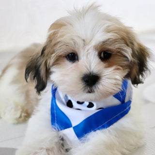 Randy - Available Now