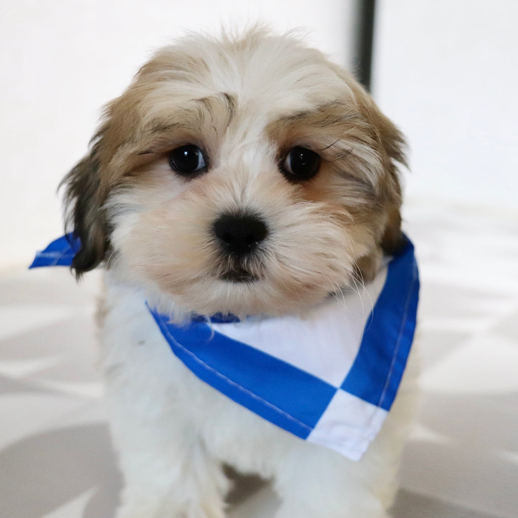 Randy - Available Now