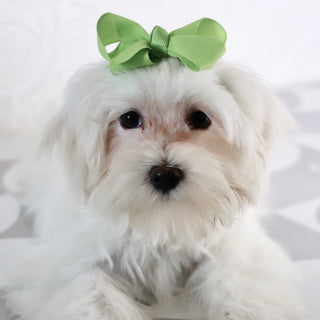 Raya - Available Now