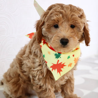 Arno - Available Now