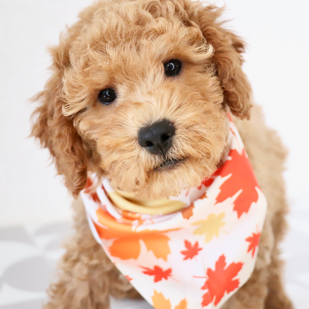 Josef - Available Now