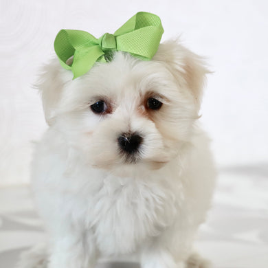 Grape - Available Now