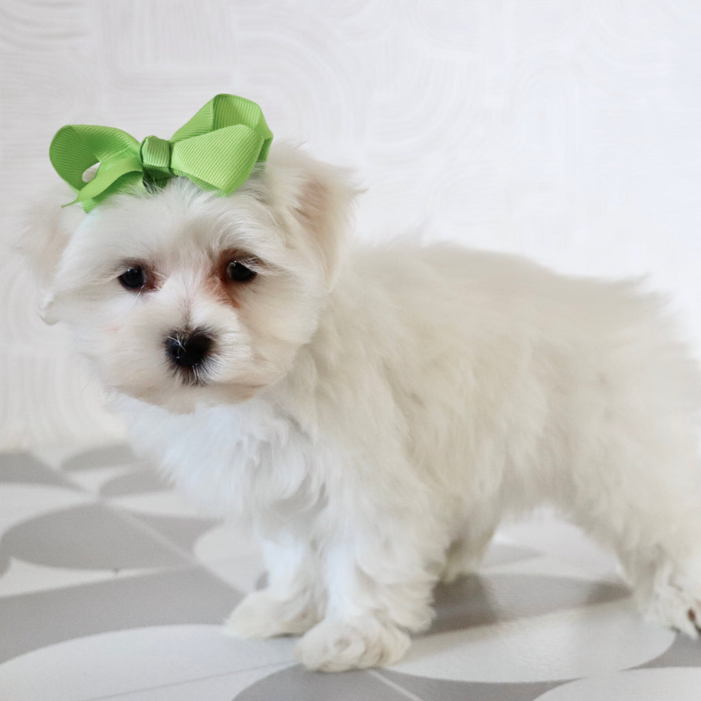 Grape - Available Now