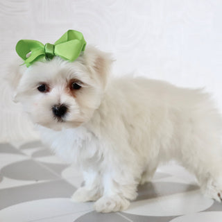 Grape - Available Now