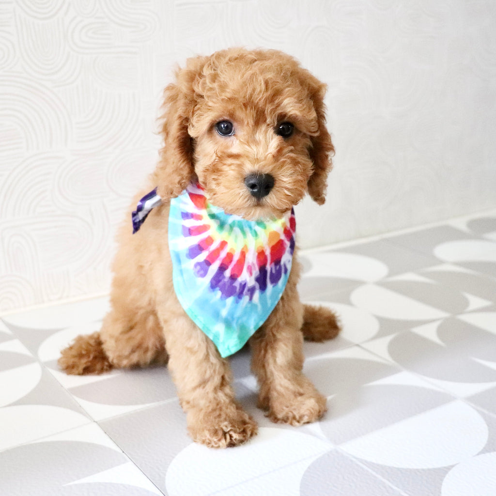 Floyd - Available Now