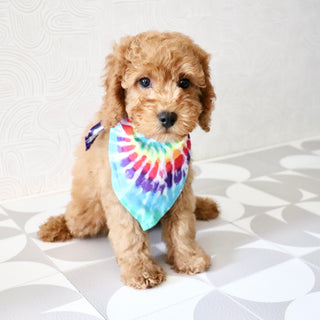 Floyd - Available Now