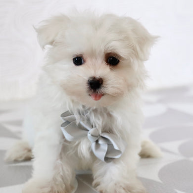 Saige - Available Now