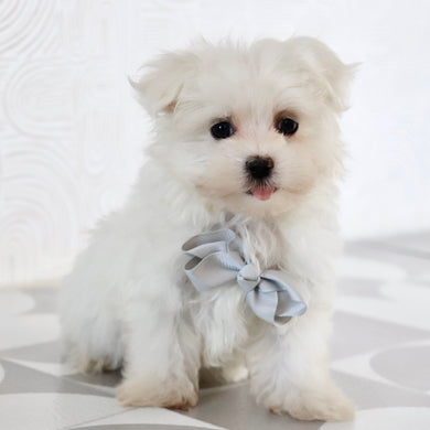 Saige - Available Now