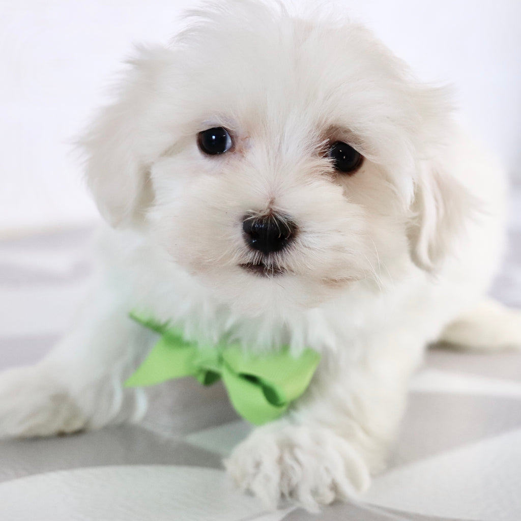 Josh - Available Now