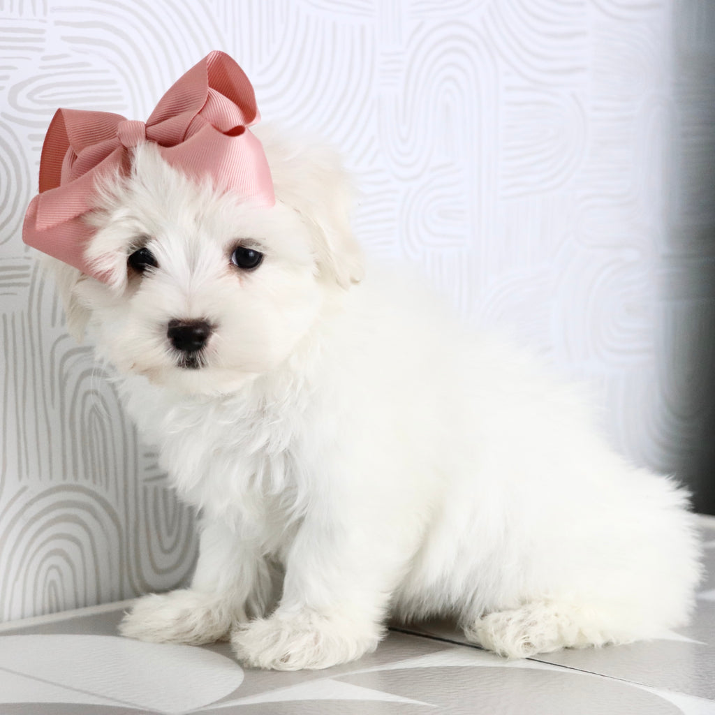 Lana - Available Now